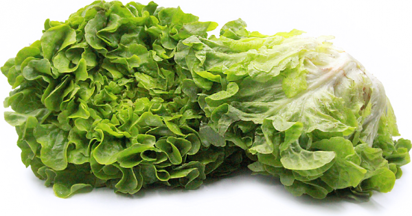 Lettuce Green Oak THIN (GTE)