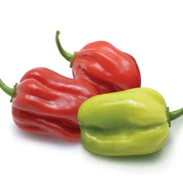 Organic Nai Miris (GTE)