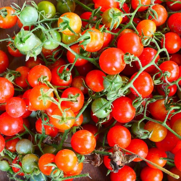 Cherry Tomato Organic GRHO (GTE)