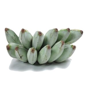 Ash Plantain Organic (GTE)