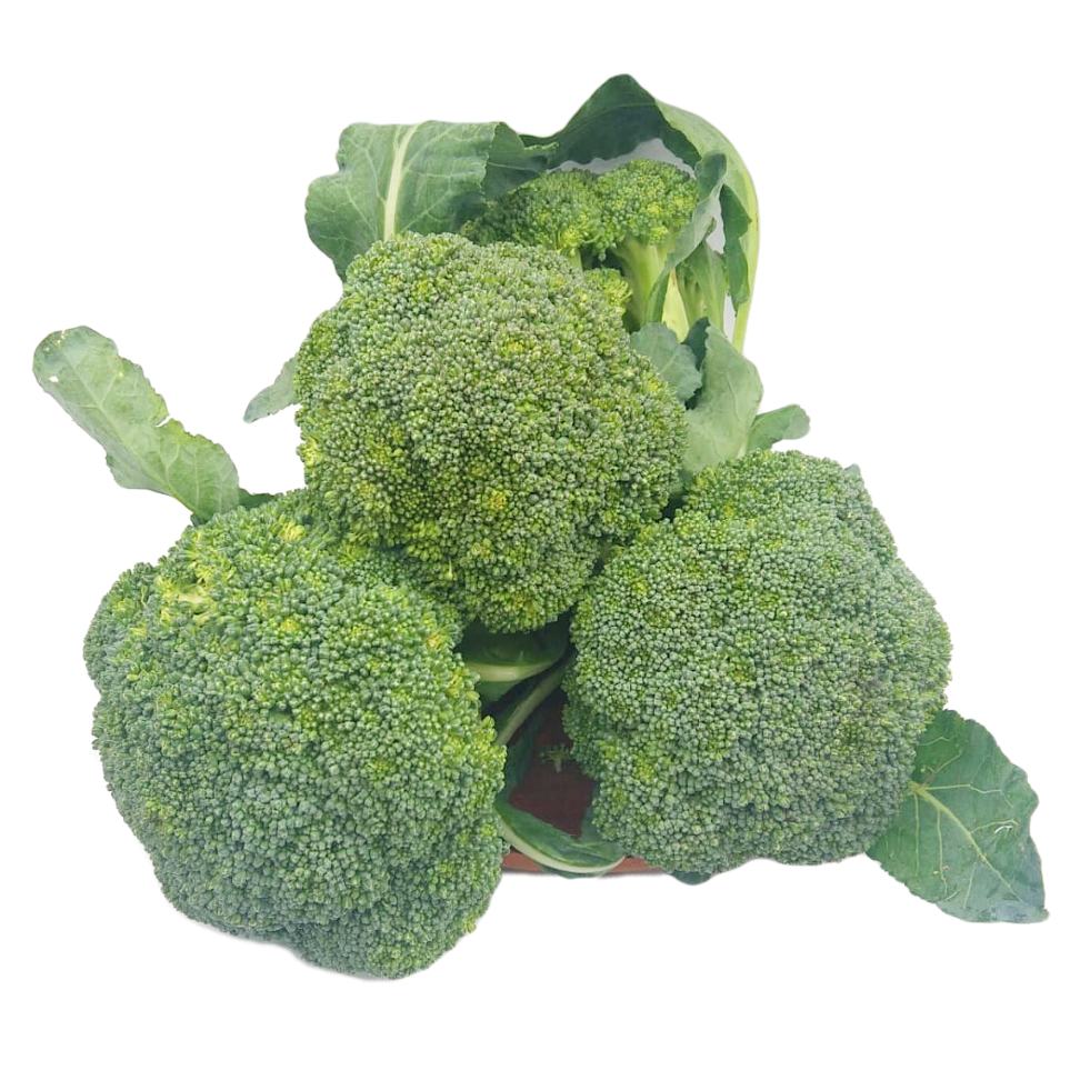 Broccoli Organic (GTE)