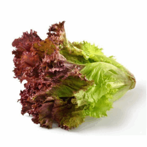 Red Coral Lettuce THIN (GTE)