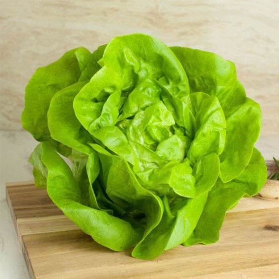 Lettuce  Butter Head THIN (GTE)