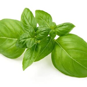 Sweet Basil THIN (GTE)