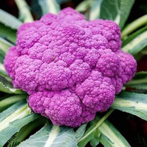 Purple Cauliflower Organic (GTE)