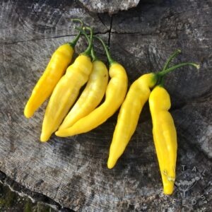 Lemon Drop Pepper Organic (GTE)