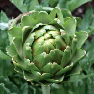 Artichoke (GTE)