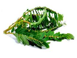 Organic Kathurumurunga (GTE)