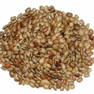 Kollu Seed Bulk (Horse gram)JAYA