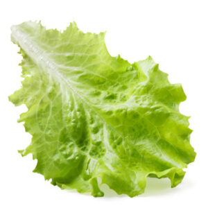 Iceberg Lettuce Organic (GTE)