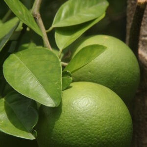 Sweet Orange (Pani Dodang) (GTE)