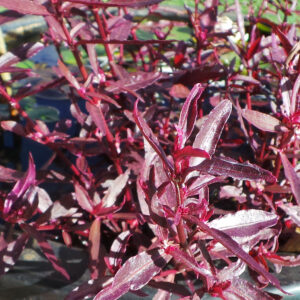 Red Mukunuwenna Organic