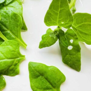 New Zealand Spinach Organic