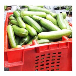 Cucumber Japanese Salad Organic (GTE)