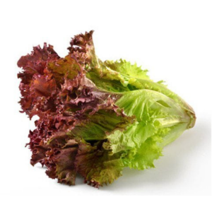 Red Coral Lettuce THIN (GTE)