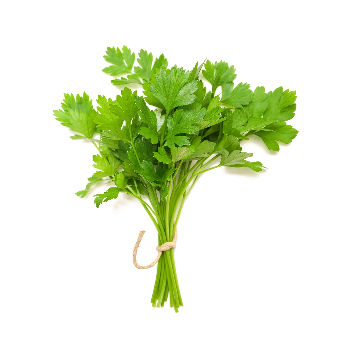 Coriander Leaves Organic (GTE)