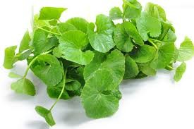 Gotukola Organic (GTE)