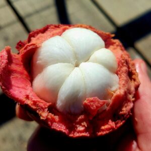 Mangosteen Organic (GTE)