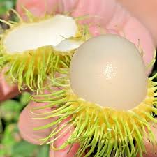 Rambutan Organic Yellow (GTE)
